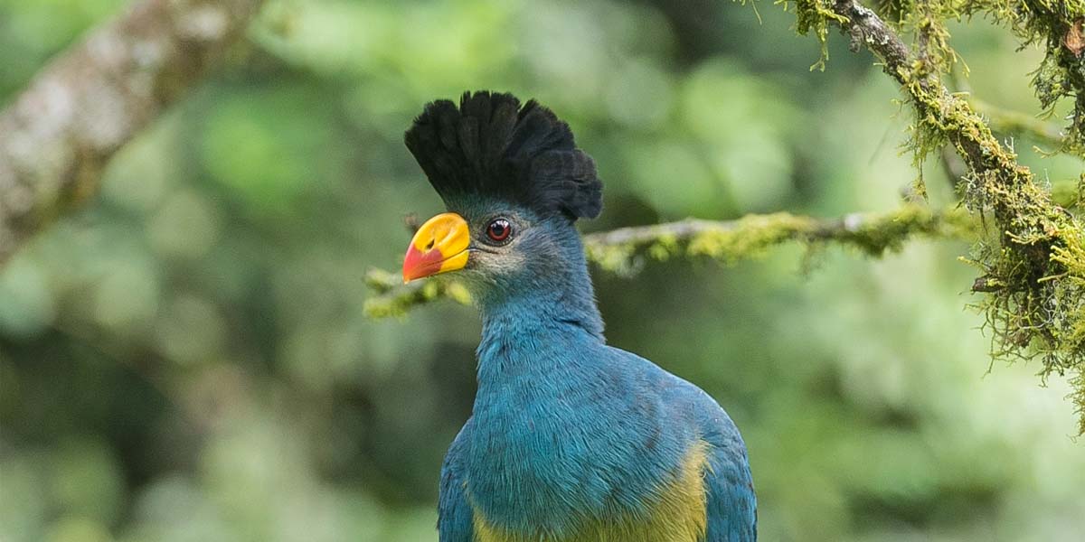 Uganda birding safari in Kibale Forest Park